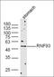 Tripartite Motif Containing 15 antibody, orb2079, Biorbyt, Western Blot image 