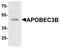 Apolipoprotein B MRNA Editing Enzyme Catalytic Subunit 3B antibody, PA5-72803, Invitrogen Antibodies, Western Blot image 