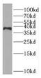 RAD51 Associated Protein 1 antibody, FNab07080, FineTest, Western Blot image 