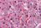 Isocitrate Dehydrogenase (NADP(+)) 1, Cytosolic antibody, MBS247871, MyBioSource, Immunohistochemistry frozen image 