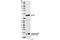 Eukaryotic Translation Initiation Factor 4E Binding Protein 1 antibody, 9459L, Cell Signaling Technology, Western Blot image 