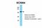 Potassium Calcium-Activated Channel Subfamily N Member 4 antibody, PA5-41015, Invitrogen Antibodies, Western Blot image 