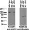 Anoctamin 3 antibody, 73-473, Antibodies Incorporated, Western Blot image 