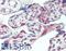 Centromere Protein F antibody, LS-B3157, Lifespan Biosciences, Immunohistochemistry paraffin image 