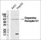 Dopamine receptor D1 antibody, orb183263, Biorbyt, Western Blot image 