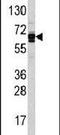 Ubiquitin Specific Peptidase 21 antibody, PA5-11200, Invitrogen Antibodies, Western Blot image 