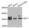 Myeloid Leukemia Factor 1 antibody, A8012, ABclonal Technology, Western Blot image 