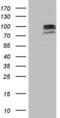 Sulfite Oxidase antibody, MA5-26763, Invitrogen Antibodies, Western Blot image 