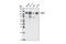 Axin 1 antibody, 2074S, Cell Signaling Technology, Western Blot image 