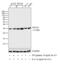 Suppressor Of Cytokine Signaling 3 antibody, MA1-19373, Invitrogen Antibodies, Western Blot image 