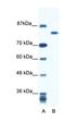 Kinesin Family Member 23 antibody, orb324504, Biorbyt, Western Blot image 
