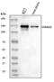 Collagen Type VI Alpha 2 Chain antibody, A03194-2, Boster Biological Technology, Western Blot image 