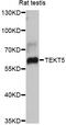 Tektin-5 antibody, abx126688, Abbexa, Western Blot image 