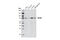 Kinesin Family Member 3A antibody, 8507S, Cell Signaling Technology, Western Blot image 