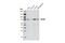 KIF3 antibody, 8507S, Cell Signaling Technology, Western Blot image 