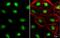 TEA Domain Transcription Factor 4 antibody, NBP1-32765, Novus Biologicals, Immunocytochemistry image 