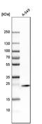 Syntaxin 8 antibody, HPA001540, Atlas Antibodies, Western Blot image 