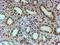 Forkhead Box L2 antibody, NB100-1277, Novus Biologicals, Immunohistochemistry frozen image 