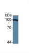 Transportin 1 antibody, LS-C697964, Lifespan Biosciences, Western Blot image 