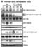 Interleukin 33 antibody, 4273, ProSci Inc, Western Blot image 