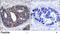 Docking Protein 1 antibody, LS-C203008, Lifespan Biosciences, Immunohistochemistry frozen image 