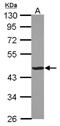 Creatine Kinase, M-Type antibody, NBP2-16003, Novus Biologicals, Western Blot image 