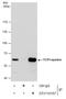 Chaperonin Containing TCP1 Subunit 5 antibody, GTX110167, GeneTex, Immunoprecipitation image 