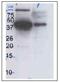 Erk1 antibody, NBP1-28627, Novus Biologicals, Western Blot image 