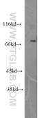 CDK5 Regulatory Subunit Associated Protein 1 antibody, 14740-1-AP, Proteintech Group, Western Blot image 