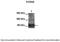 Potassium Voltage-Gated Channel Subfamily Q Member 4 antibody, PA5-41020, Invitrogen Antibodies, Western Blot image 