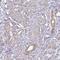 G2 And S-Phase Expressed 1 antibody, NBP2-32552, Novus Biologicals, Immunohistochemistry frozen image 