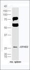 Dual Specificity Phosphatase 9 antibody, orb183234, Biorbyt, Western Blot image 