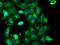 Tubulin Alpha Like 3 antibody, TA503938, Origene, Immunofluorescence image 