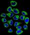 Coatomer Protein Complex Subunit Epsilon antibody, LS-C166942, Lifespan Biosciences, Immunofluorescence image 