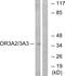 Olfactory Receptor Family 3 Subfamily A Member 3 antibody, A14729, Boster Biological Technology, Western Blot image 