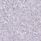 Lamin B2 antibody, HPA047863, Atlas Antibodies, Immunohistochemistry frozen image 