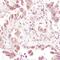 Thioredoxin antibody, MA5-14941, Invitrogen Antibodies, Immunohistochemistry frozen image 