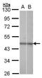 Nuclear Receptor Subfamily 2 Group F Member 6 antibody, PA5-27135, Invitrogen Antibodies, Western Blot image 