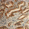 Tetraspanin 8 antibody, GTX56175, GeneTex, Immunohistochemistry paraffin image 