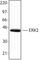 Mitogen-Activated Protein Kinase 1 antibody, 624201, BioLegend, Western Blot image 