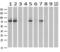 Aryl Hydrocarbon Receptor Nuclear Translocator antibody, M02263-2, Boster Biological Technology, Western Blot image 