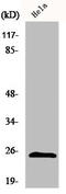 Chromobox 5 antibody, A02780-1, Boster Biological Technology, Western Blot image 