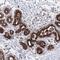 Copine 8 antibody, PA5-58462, Invitrogen Antibodies, Immunohistochemistry frozen image 