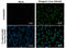 Dengue virus antibody, GTX630557, GeneTex, Immunocytochemistry image 