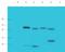 DALR Anticodon Binding Domain Containing 3 antibody, orb182978, Biorbyt, Western Blot image 