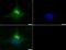 Dicer 1, Ribonuclease III antibody, PA5-23088, Invitrogen Antibodies, Immunofluorescence image 
