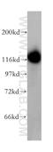 Ubiquitin Like Modifier Activating Enzyme 6 antibody, 13211-1-AP, Proteintech Group, Western Blot image 