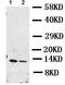 Resistin antibody, ab119501, Abcam, Western Blot image 