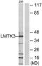 Lemur Tyrosine Kinase 3 antibody, PA5-38769, Invitrogen Antibodies, Western Blot image 
