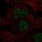 NME/NM23 Family Member 5 antibody, PA5-65153, Invitrogen Antibodies, Immunofluorescence image 